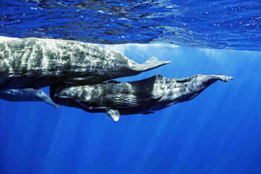 Ciné-conférence musicale « Cachalots une histoire de famille » – Cinéma UTOPIA Manutention – Jeudi 23 janvier 2025 à 20h